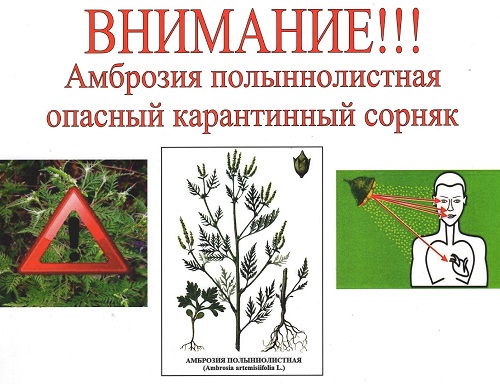 амброзии 38