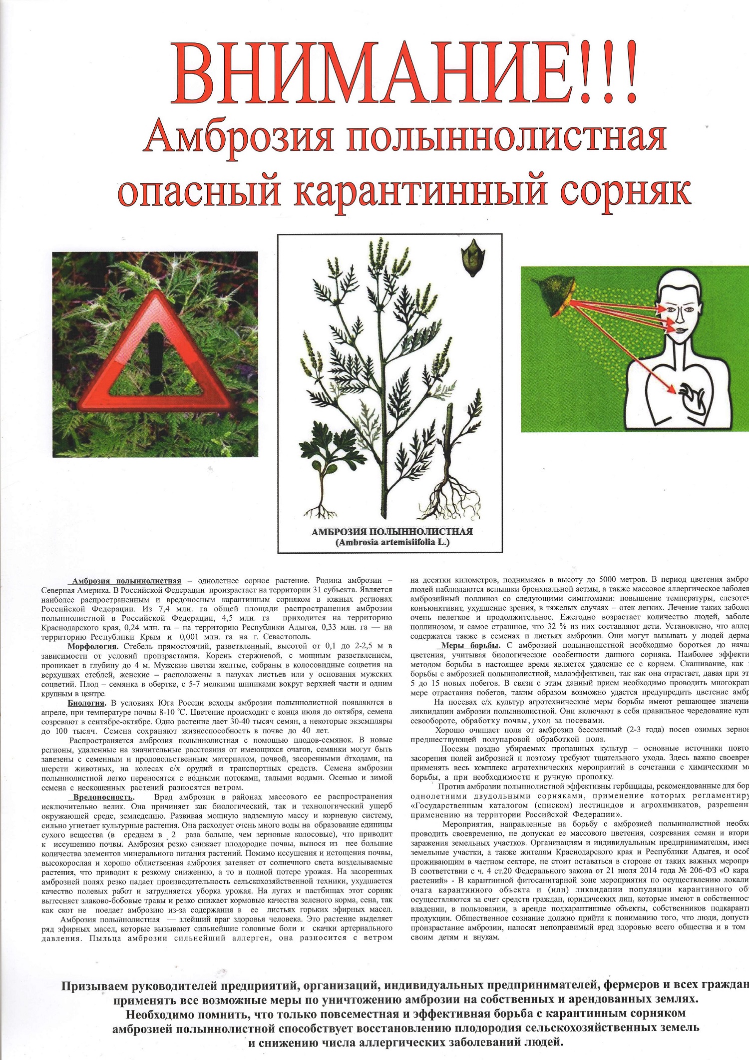листока по амброзии 38
