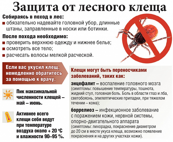 zawita ot lesnogo klewa