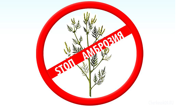 Стоп Амброзия