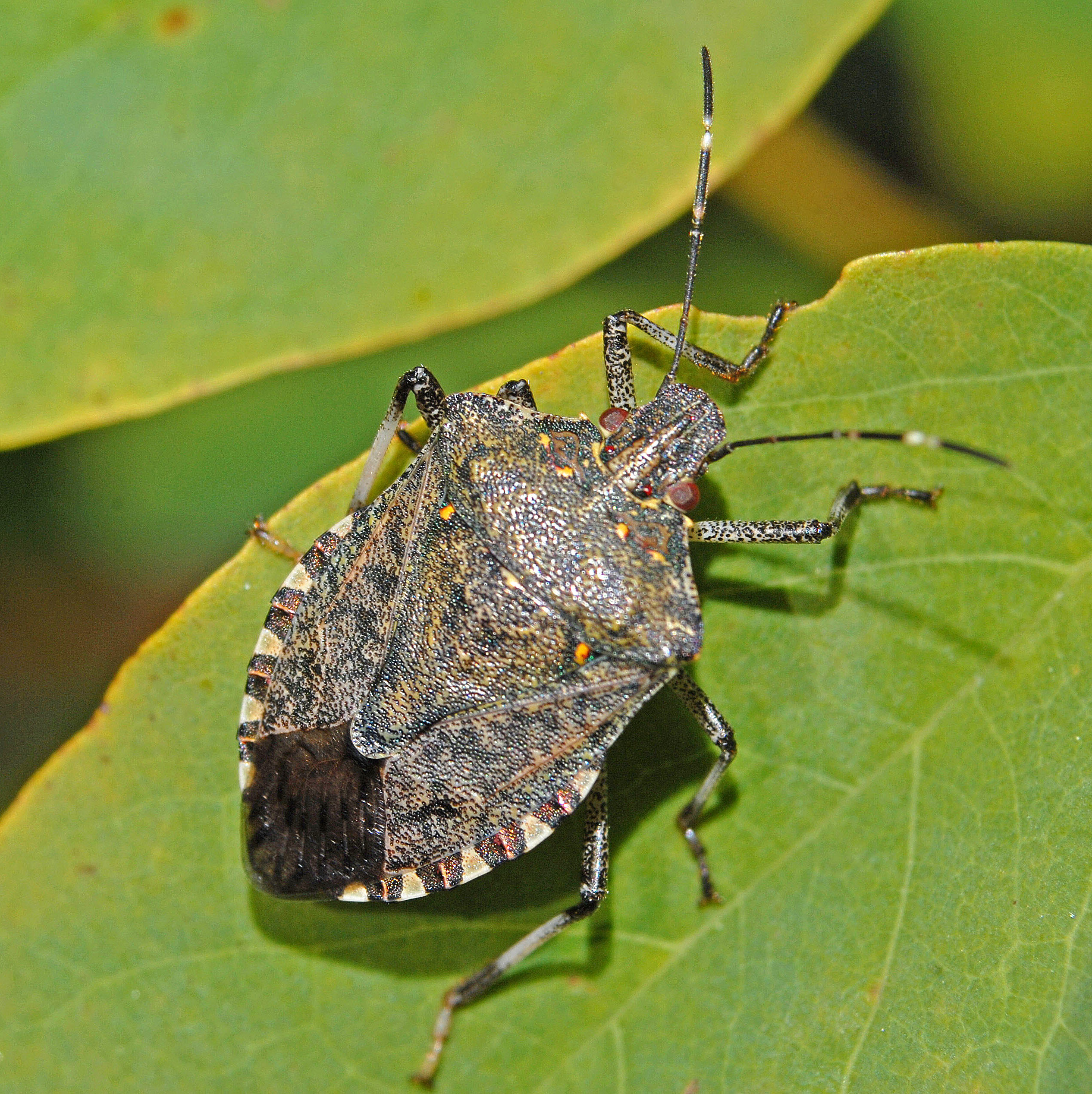 Pentatomidae - Halyomorpha halys-001