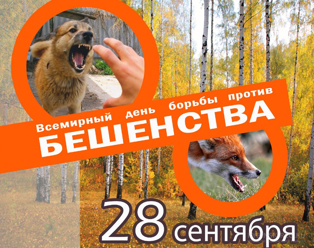 бешенство