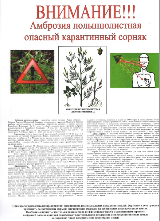 Амброзия