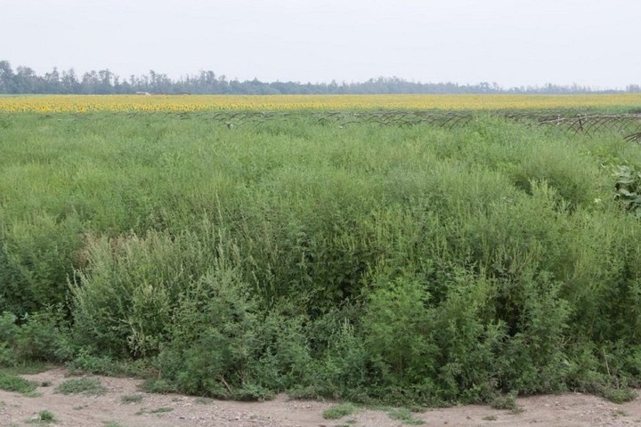 Амброзия поле